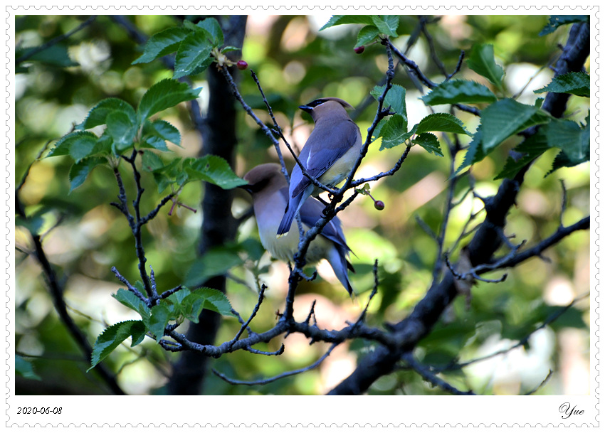 cedar waxwing