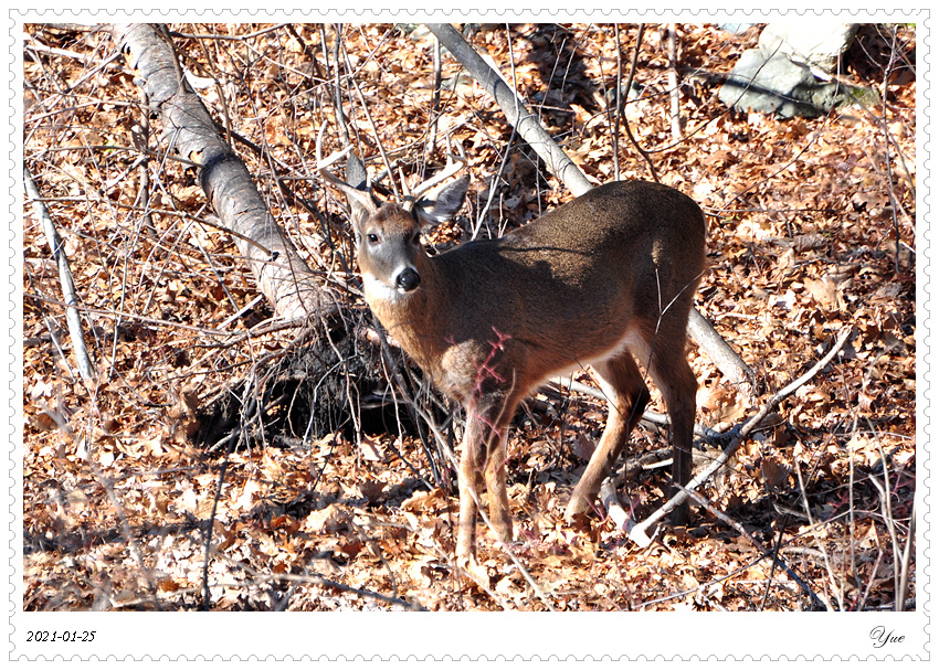 deer