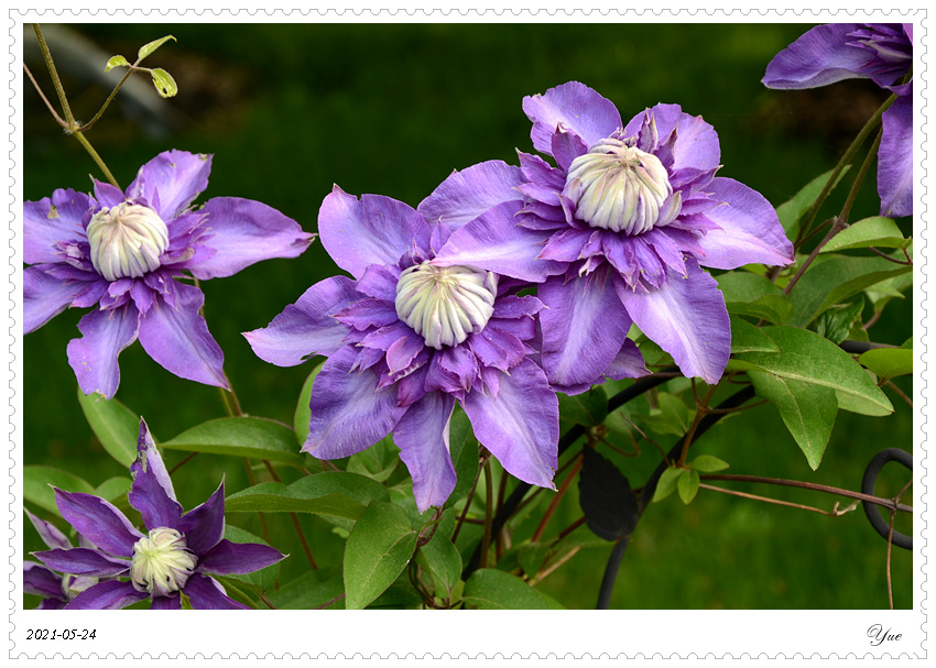 , climbing Clematis 