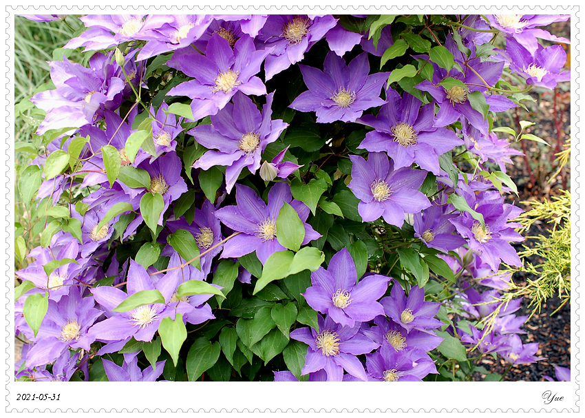 , climbing Clematis 