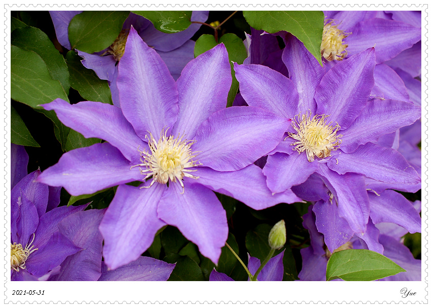 , climbing Clematis