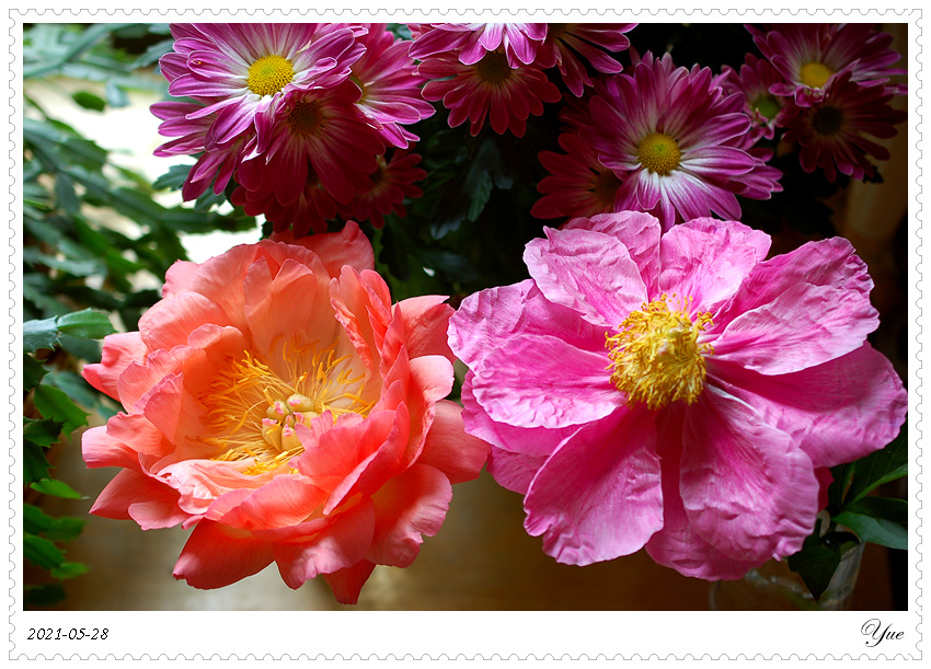 ҩ, peony, coral sunset