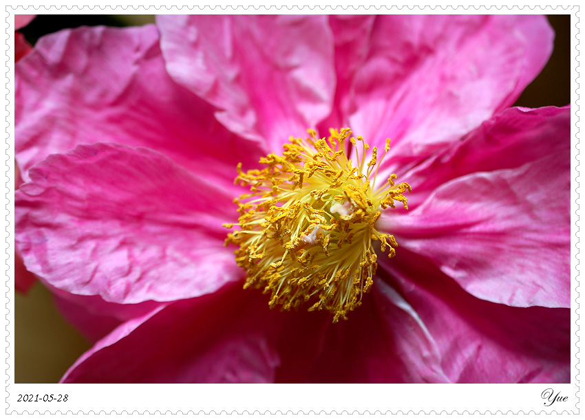 ҩ, peony 