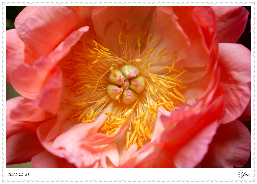 ҩ, peony, coral sunset