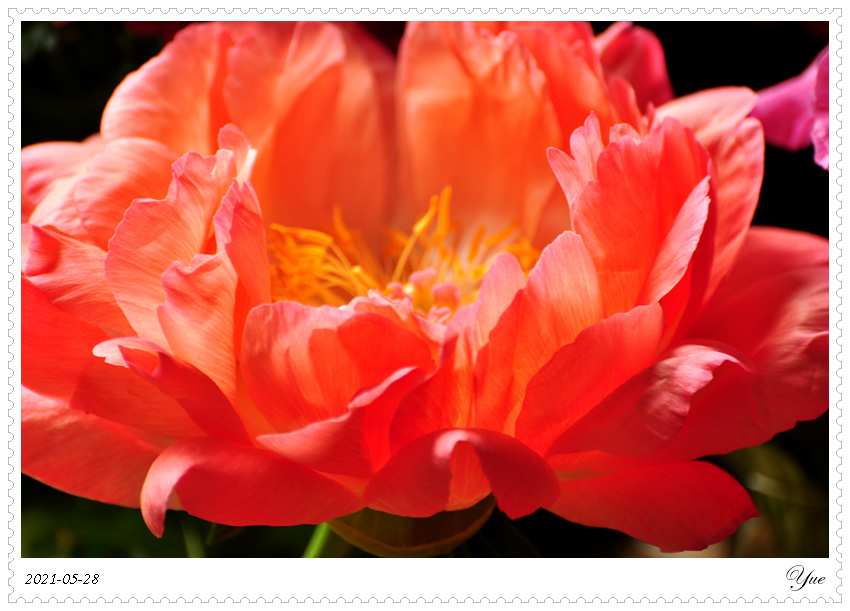 ҩ, peony, coral sunset