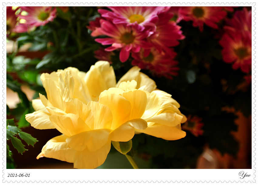 ҩ, peony, coral sunset