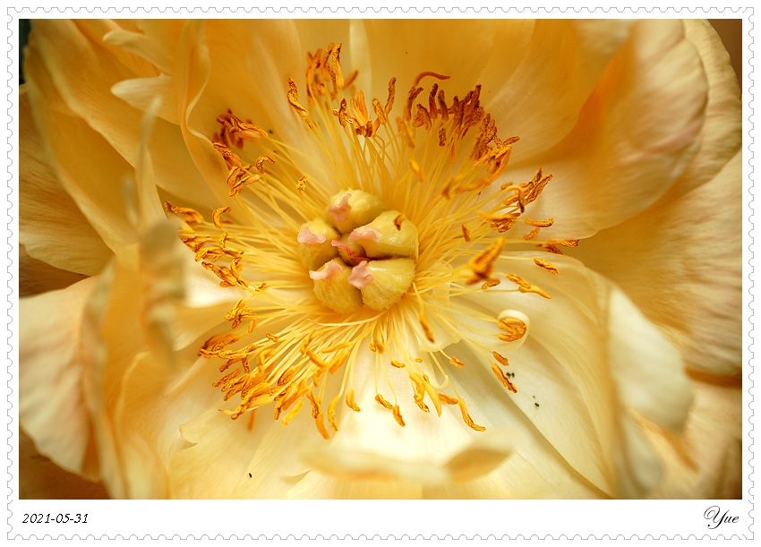 ҩ, peony, coral sunset