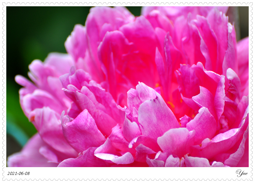 ҩ, peony 