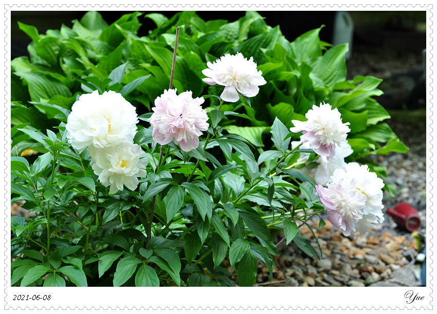 ҩ, peony 