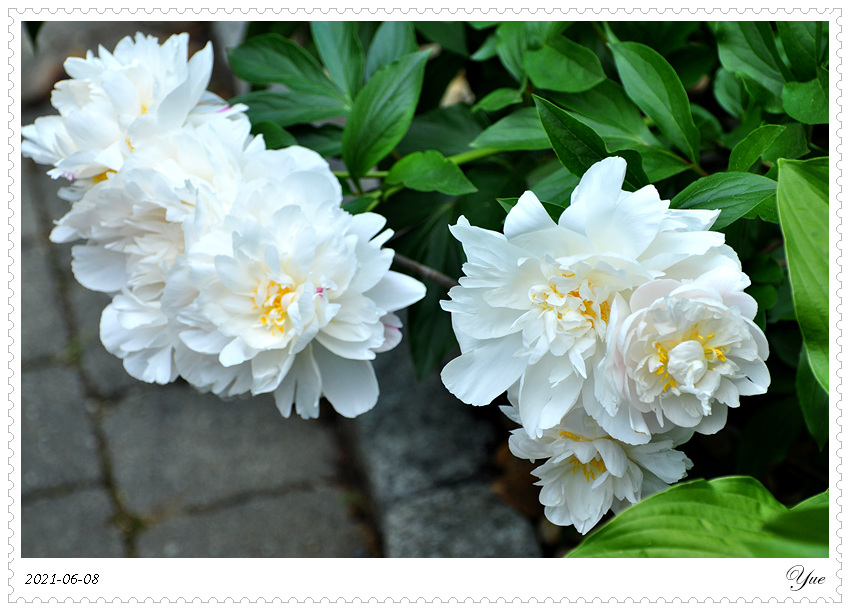 ҩ, peony 