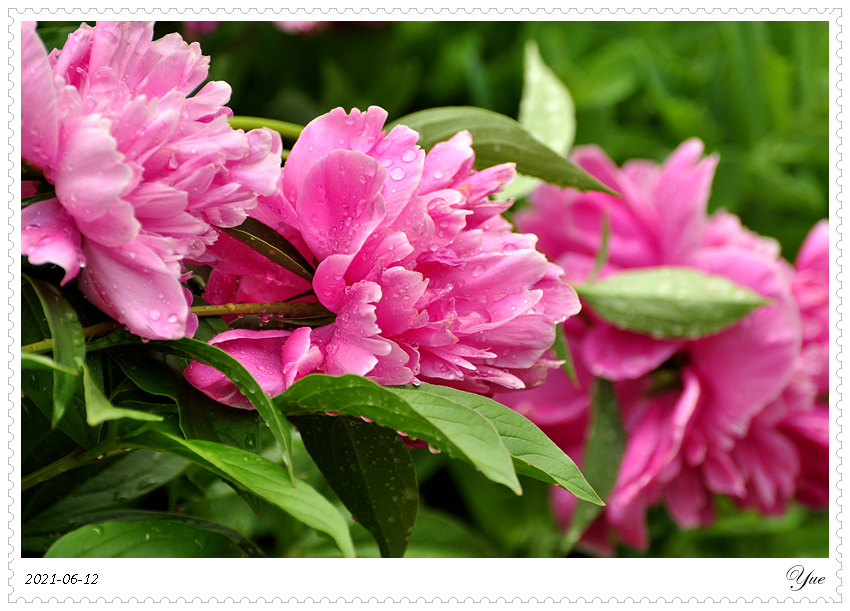 ҩ, peony 