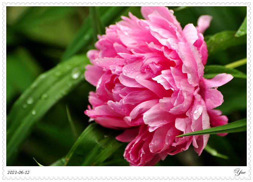 ҩ, peony 