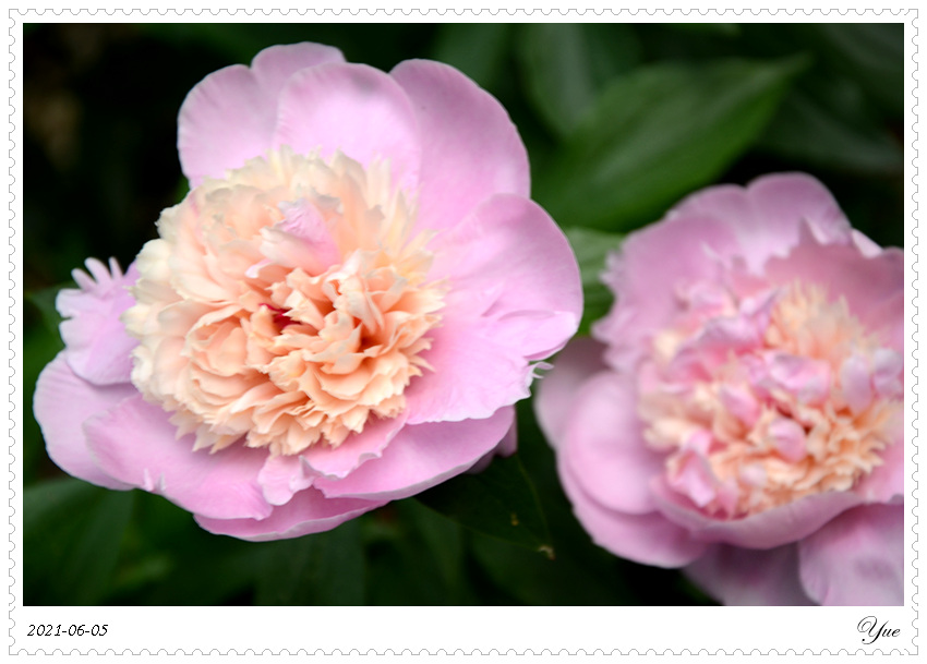 ҩ, peony 