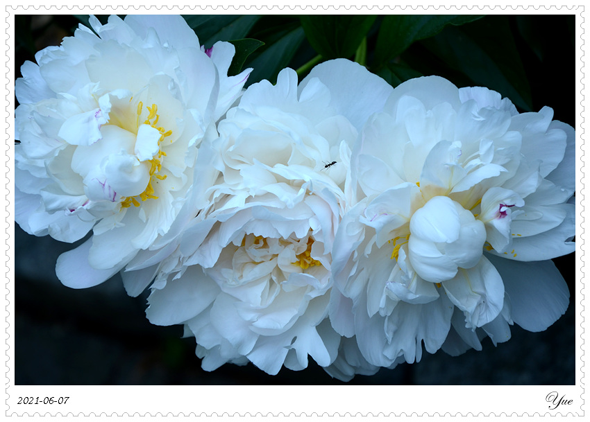 ҩ, peony 