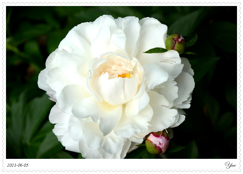 ҩ, peony 