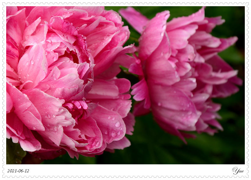 ҩ, peony 