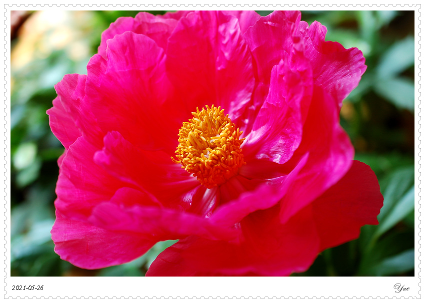 ҩ, peony 