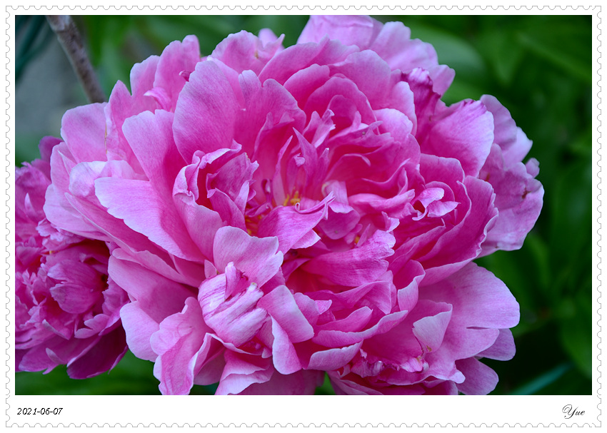 ҩ, peony 