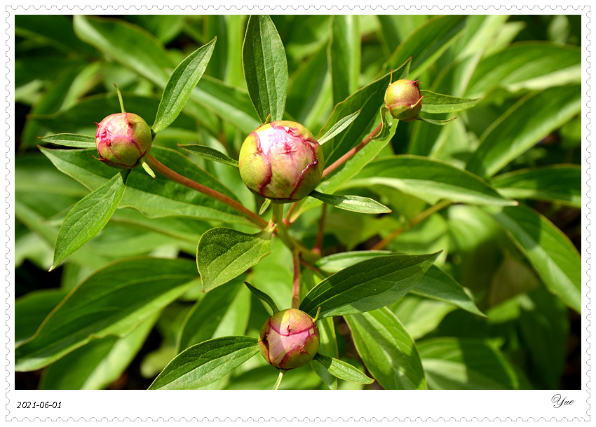 ҩ peony