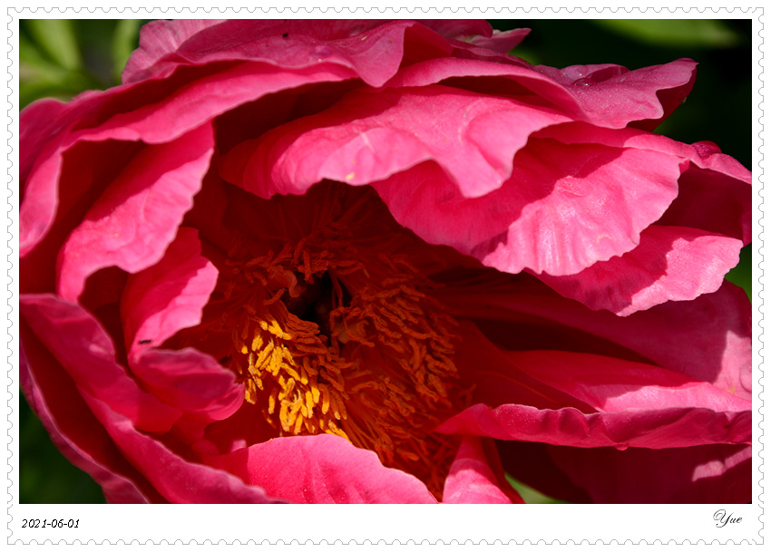 ҩ peony