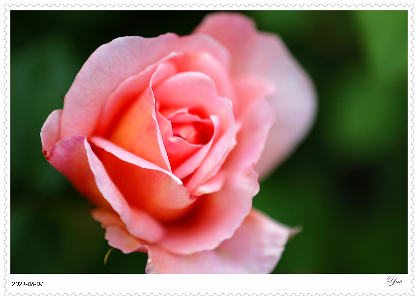 õ壬rose
