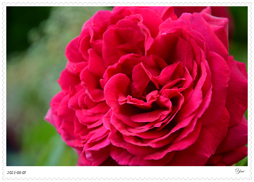  õ壬rose
