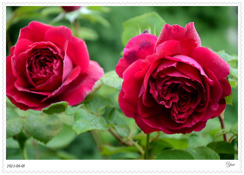  õ壬rose