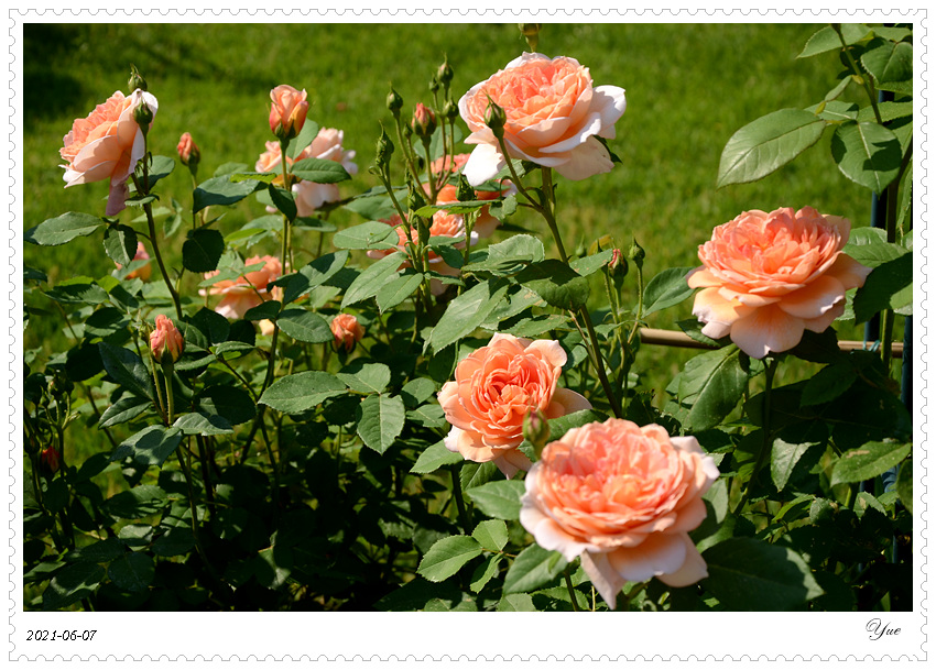 õ壬rose