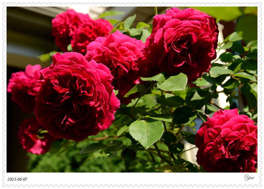  õ壬rose