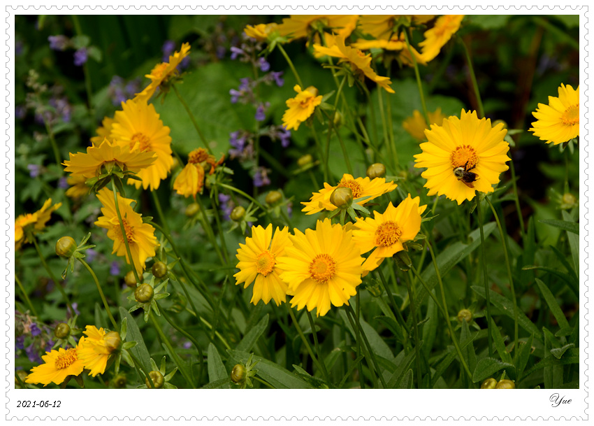 Coreopsis, 𼦾