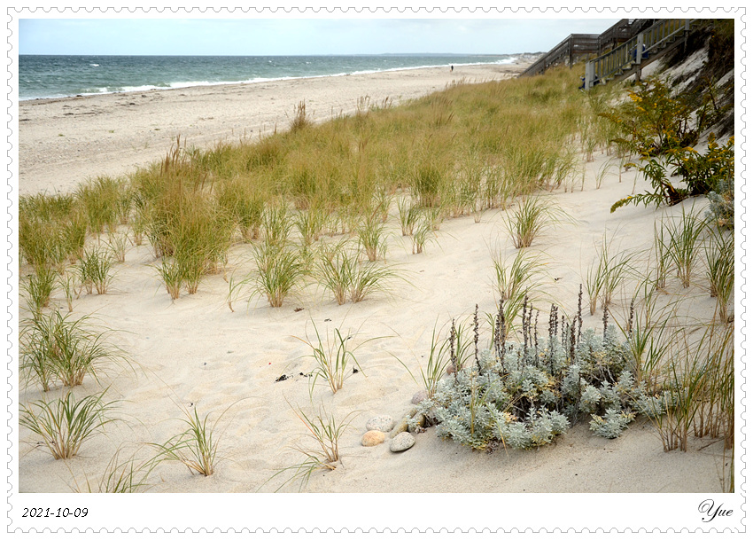  Sandy Neck Beach, beachcombing