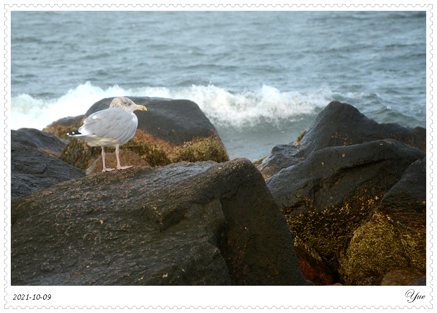  Sandwich Town Beach, beachcombing