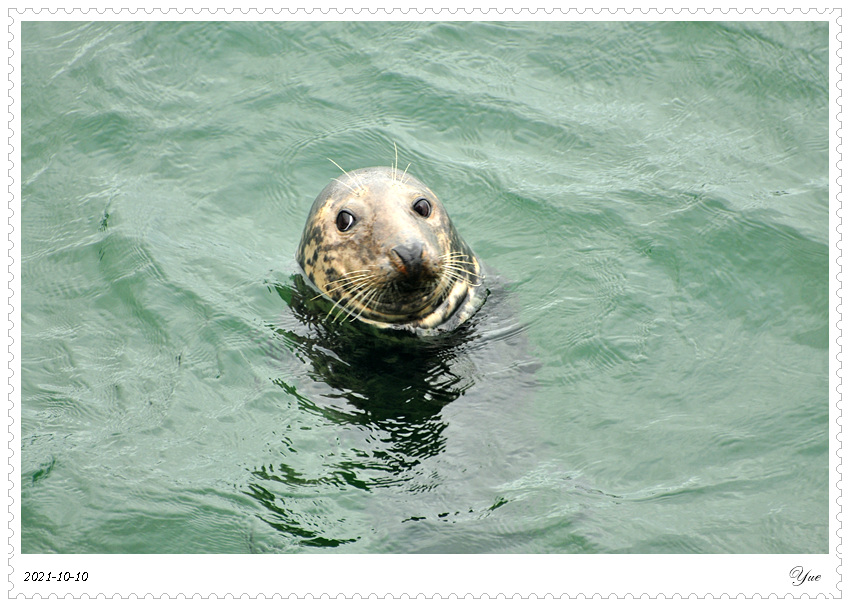  Chatham Pier Fish Marketseal 