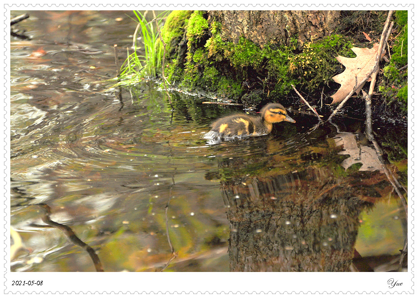 СѼduckling