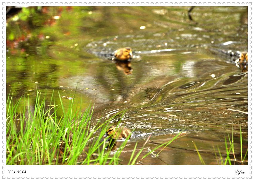 СѼduckling
