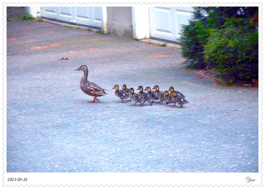 СѼduckling