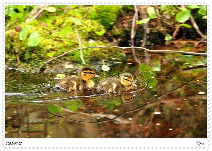 СѼduckling