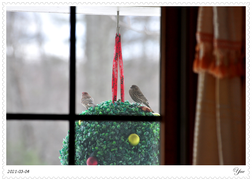 ȸ  house finch