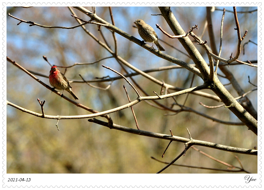 ȸ  house finch eating flower