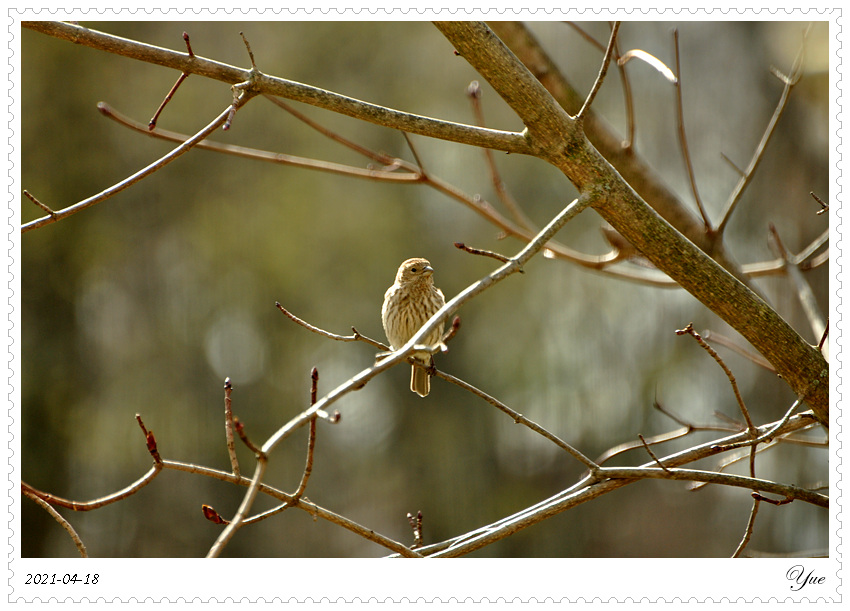 ȸ  house finch nesting
