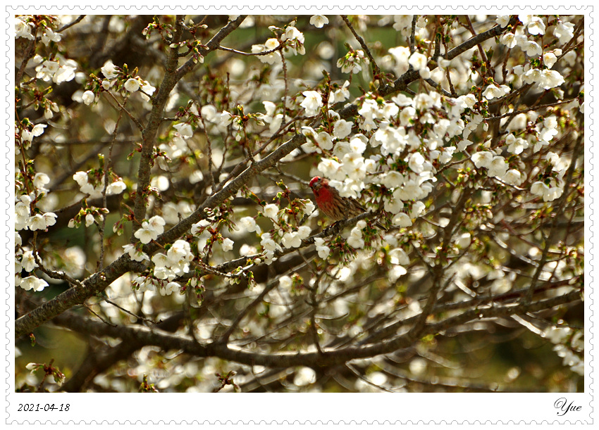 ȸ  house finch eating flower