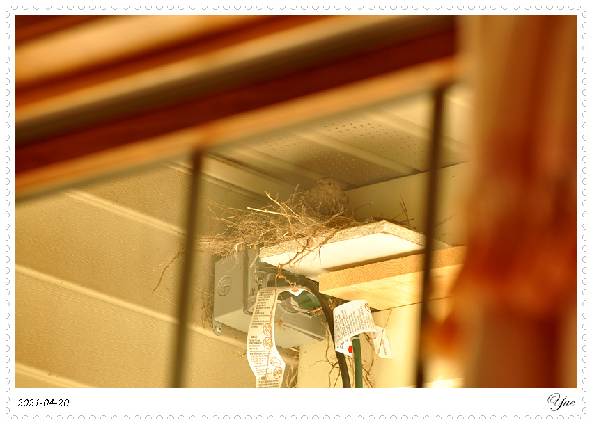 ȸ  house finch nesting