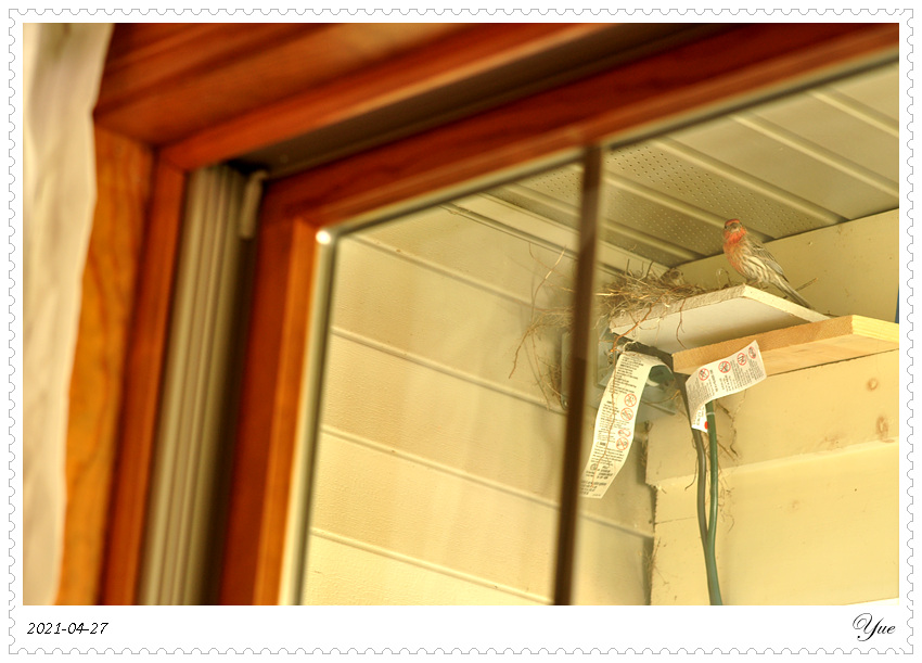 ȸ  house finch nesting
