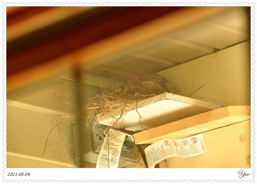 ȸ  house finch nesting