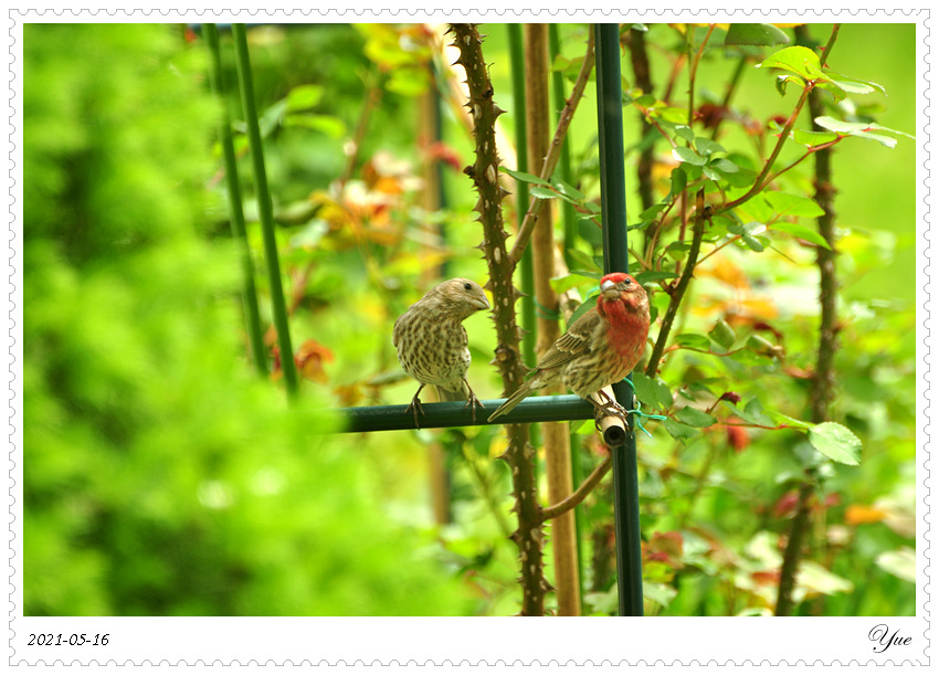 ȸ  house finch nesting