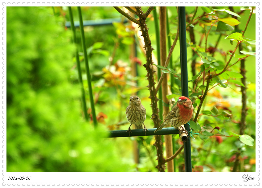 ȸ  house finch nesting