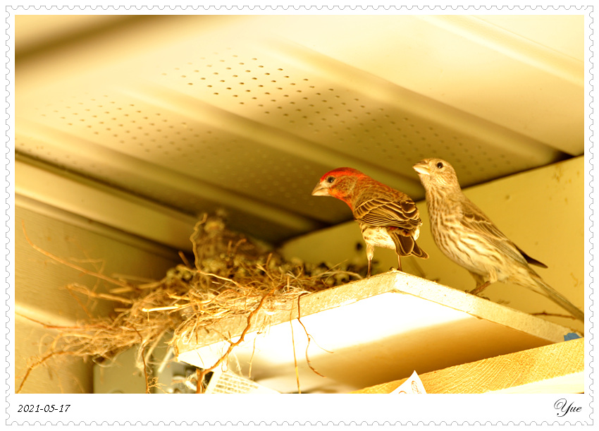 ȸ  house finch nesting