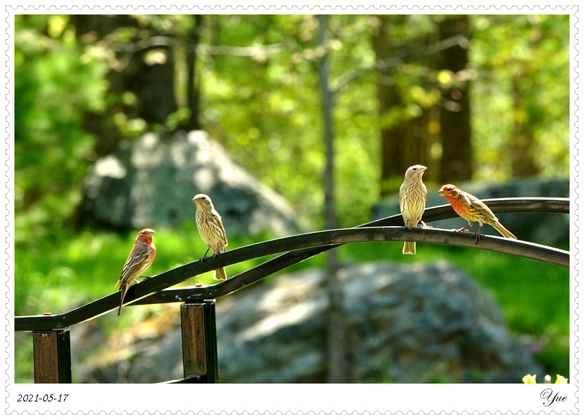 ȸ  house finch