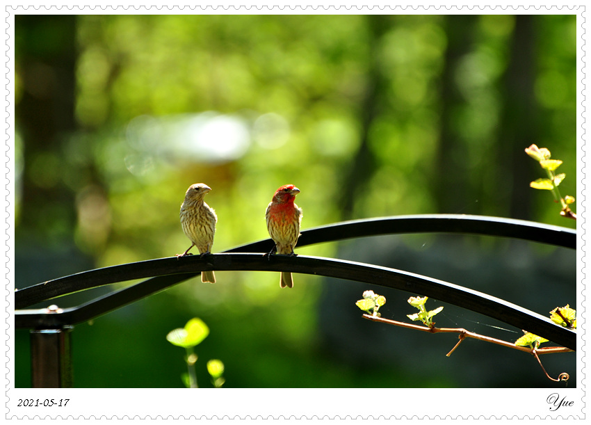 ȸ  house finch
