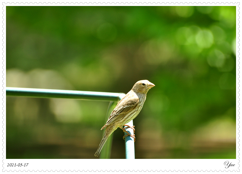 ȸ  house finch female